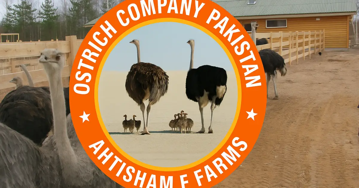 Ostrich Breeding in Punjab Lahore Safari Park’s Modern Hatchery Marks a New Era for Wildlife Conservation
